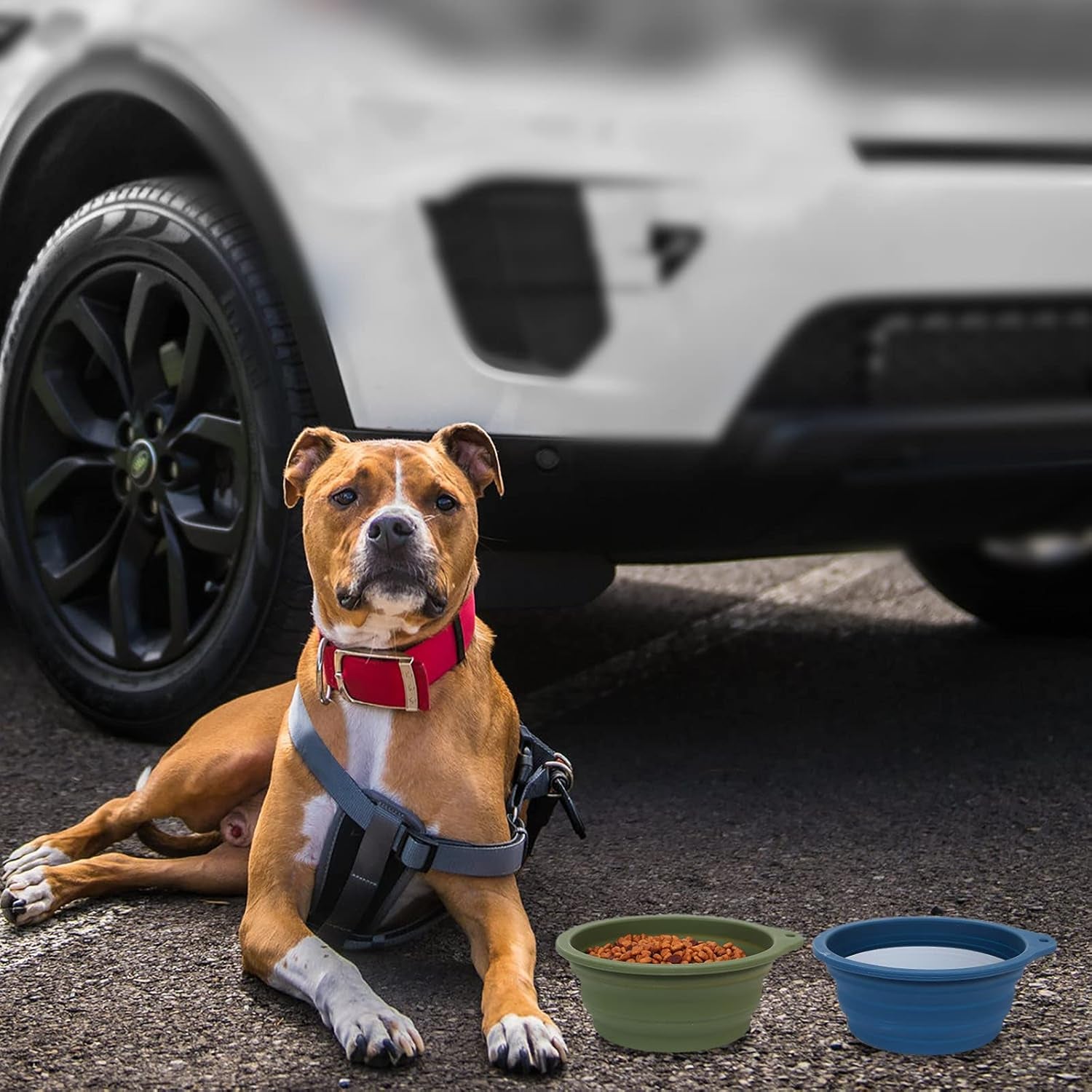 Premium Collapsible Pet Travel Bowls (2-Pack) – Rimless Integrated Silicone
